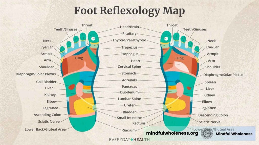Foot reflexology map & Shiatsu therapy guide by Mindfulwholeness, Mumbai
