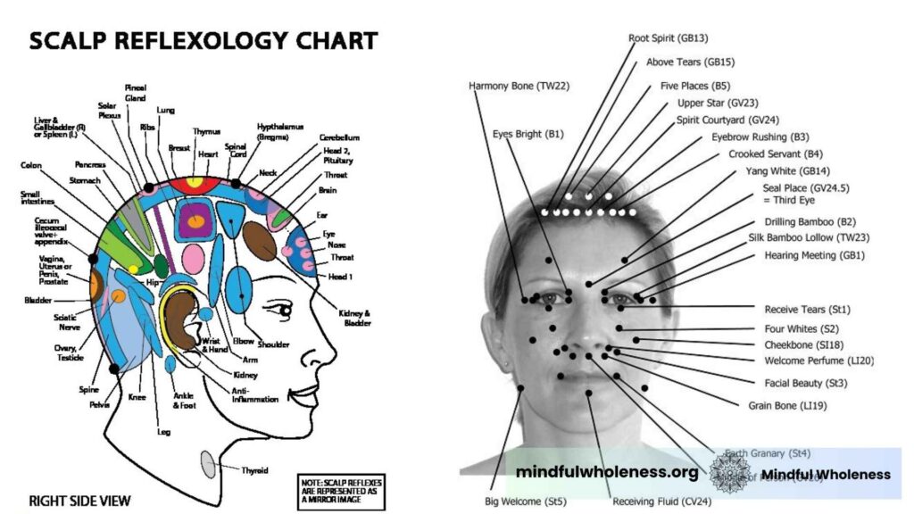Scalp reflexology chart & Shiatsu therapy guide by Mindfulwholeness, Mumbai